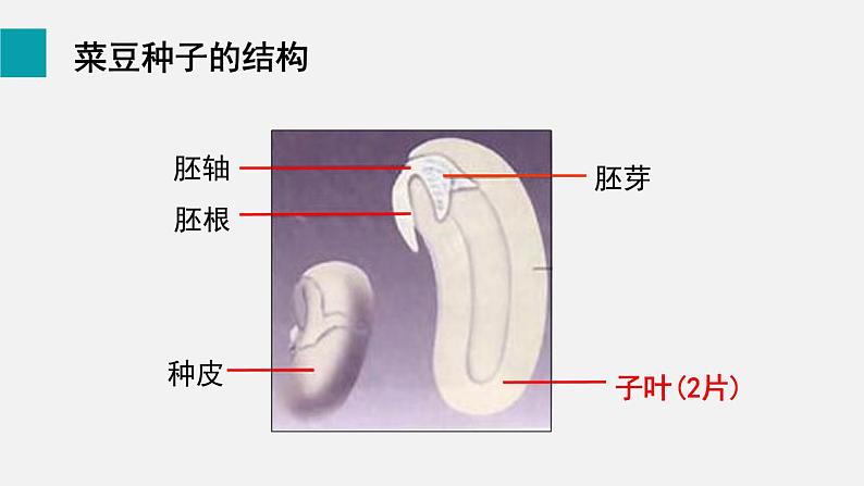 5.2种子植物课件06