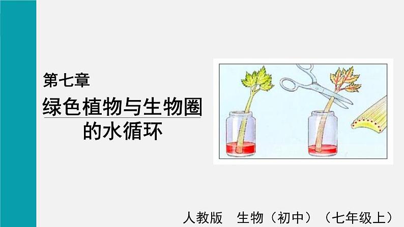 7.1绿色植物与生物圈的水循环课件第1页