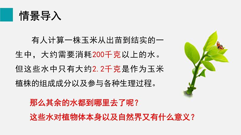 7.1绿色植物与生物圈的水循环课件第2页