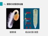 7.1绿色植物与生物圈的水循环课件