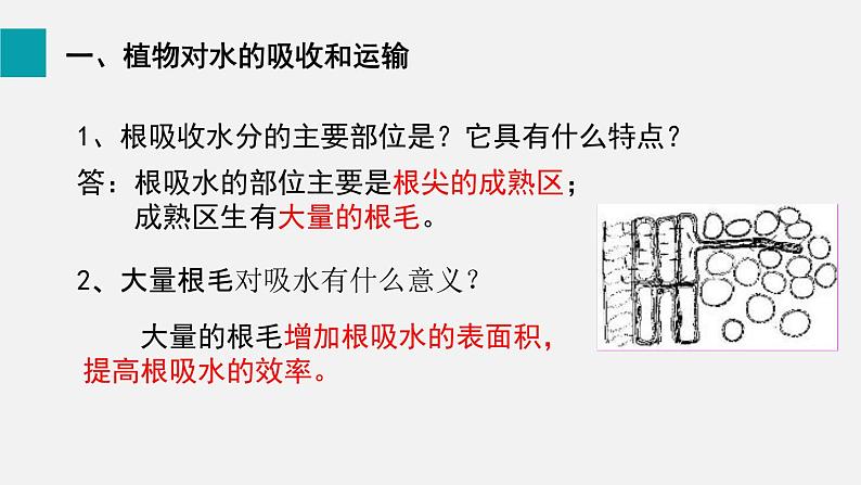 7.1绿色植物与生物圈的水循环课件第5页