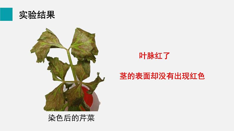 7.1绿色植物与生物圈的水循环课件第8页