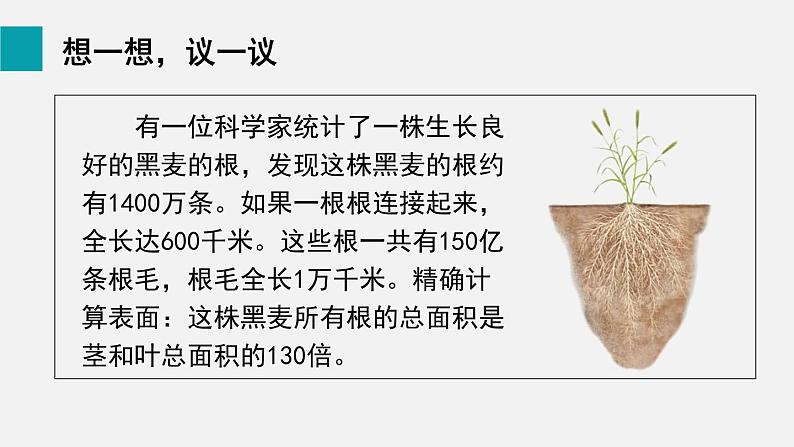 6.2植株的生长课件02