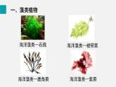 5.1藻类、苔藓和蕨类植物课件