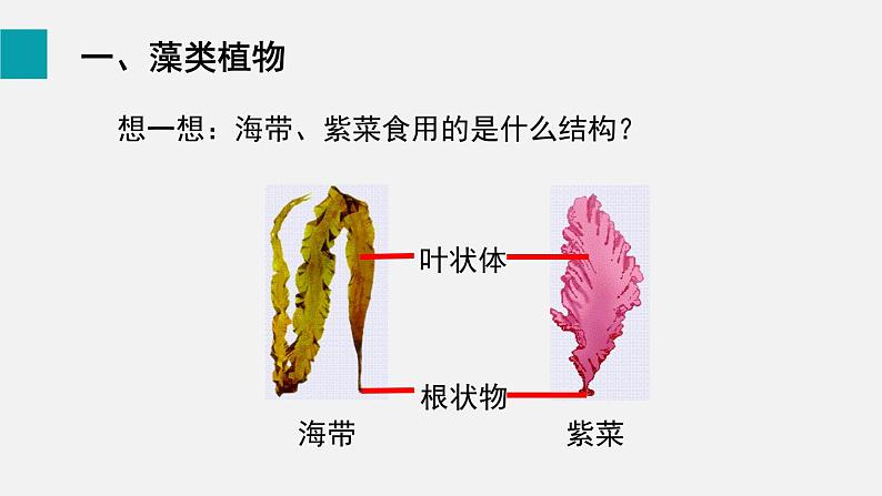 5.1藻类、苔藓和蕨类植物课件07