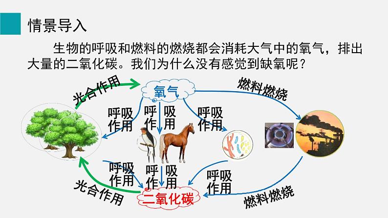 9.1光合作用吸收二氧化碳释放氧气课件第2页