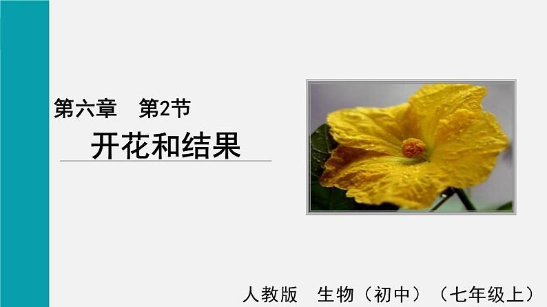 6.3开花和结果课件01