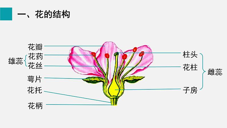 6.3开花和结果课件02