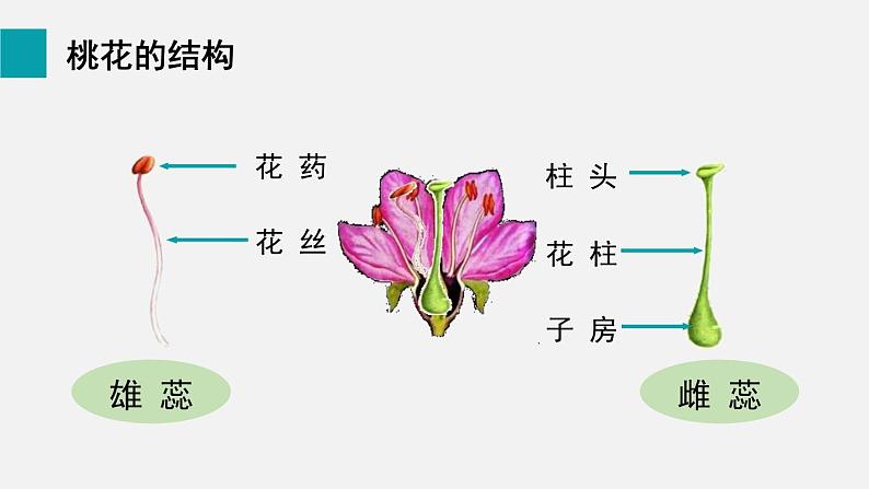 6.3开花和结果课件03