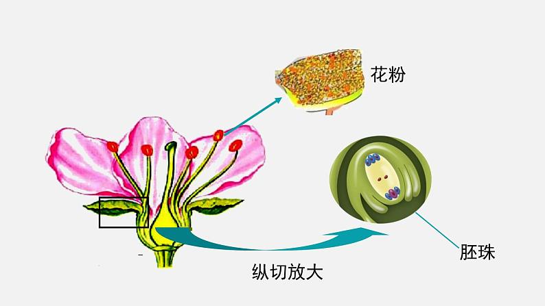 6.3开花和结果课件04