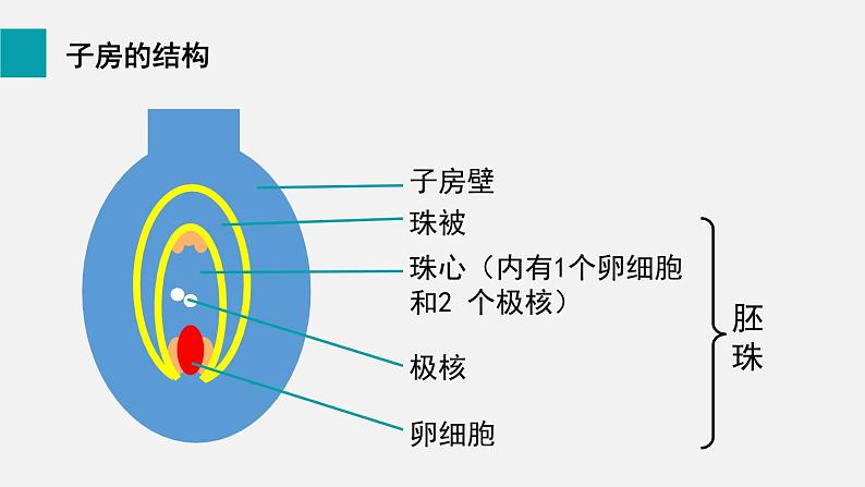 6.3开花和结果课件05