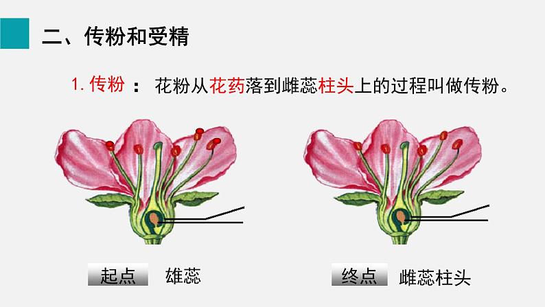 6.3开花和结果课件07