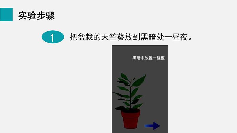 8.1绿色植物是生物圈中有机物的制造者课件07