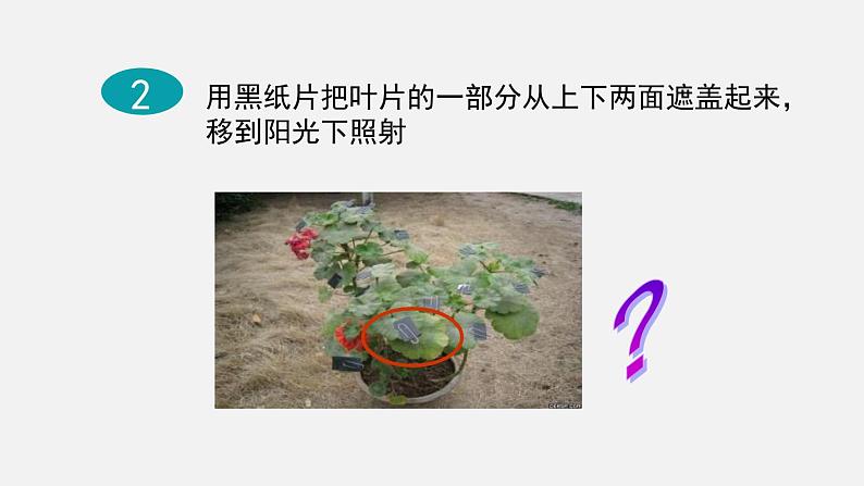 8.1绿色植物是生物圈中有机物的制造者课件08