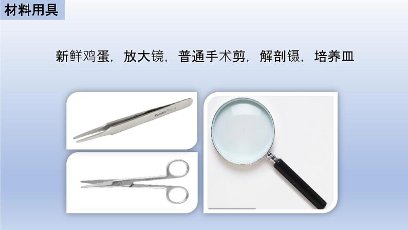 中考生物二轮复习实验突破课件：观察鸡卵的结构（含答案）第4页