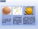 中考生物二轮复习实验突破课件：观察鸡卵的结构（含答案）