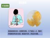 中考生物二轮复习实验突破课件：观察人的口腔上皮细胞（含答案）