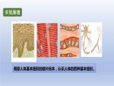 中考生物二轮复习实验突破课件：观察人体的基本组织（含答案）