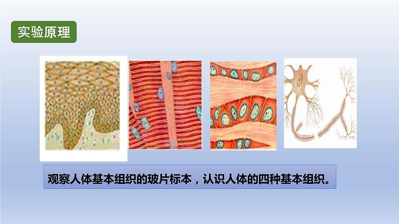 中考生物二轮复习实验突破课件：观察人体的基本组织（含答案）03