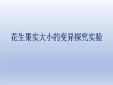 中考生物二轮复习实验突破课件：花生果实大小的变异探究实验（含答案）