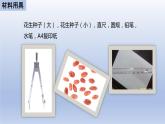 中考生物二轮复习实验突破课件：花生果实大小的变异探究实验（含答案）