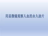 中考生物二轮复习实验突破课件：用显微镜观察人血的永久涂片（含答案）