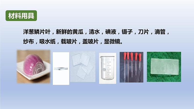 中考生物二轮复习实验突破课件：制作并观察植物细胞临时装片（含答案）04