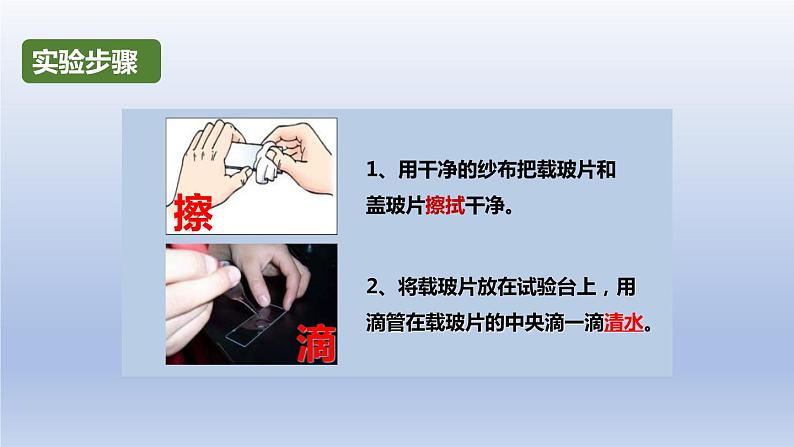 中考生物二轮复习实验突破课件：制作并观察植物细胞临时装片（含答案）05