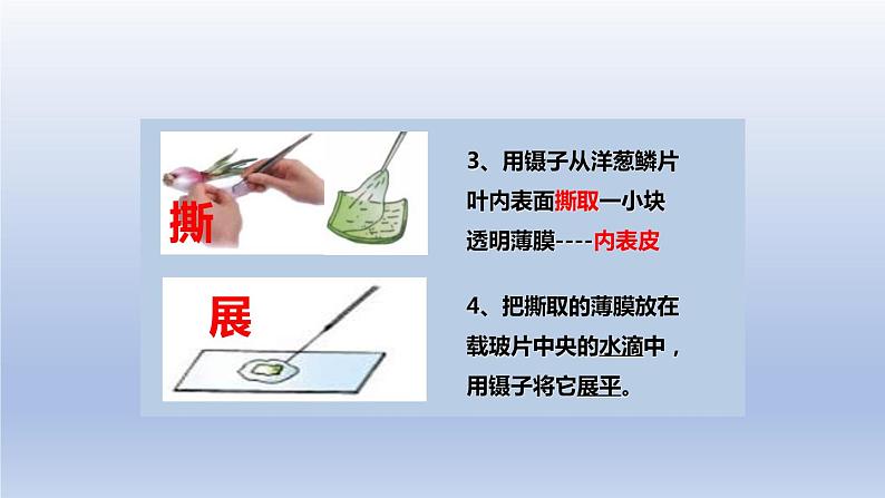 中考生物二轮复习实验突破课件：制作并观察植物细胞临时装片（含答案）06