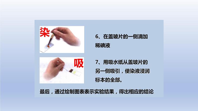 中考生物二轮复习实验突破课件：制作并观察植物细胞临时装片（含答案）08
