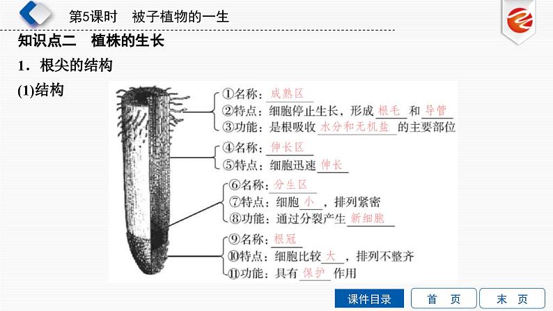 中考生物一轮复习培优课件第5单元　被子植物的一生 (含答案)04