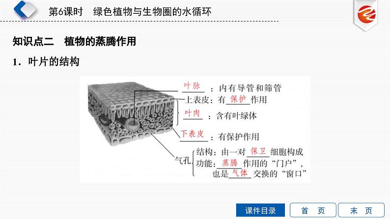 中考生物一轮复习培优课件第6单元　绿色植物与生物圈的水循环 (含答案)03