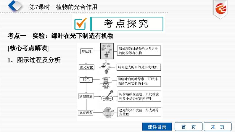 中考生物一轮复习培优课件第7单元　植物的光合作用 (含答案)第5页