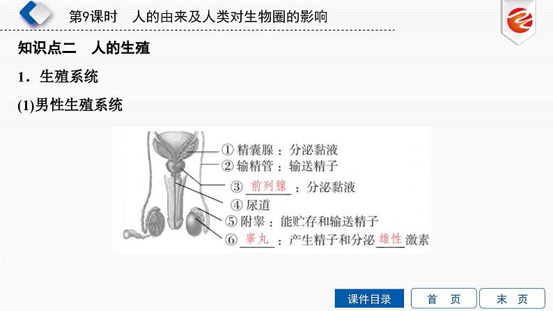 中考生物一轮复习培优课件第9单元　人的由来及人类对生物圈的影响 (含答案)05