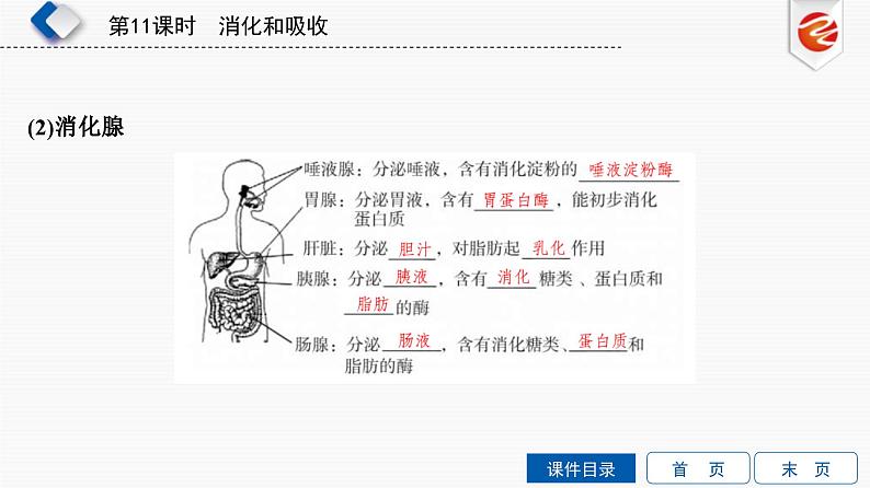 中考生物一轮复习培优课件第11单元　消化和吸收 (含答案)第3页