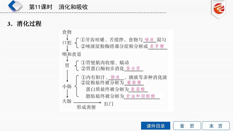 中考生物一轮复习培优课件第11单元　消化和吸收 (含答案)第4页