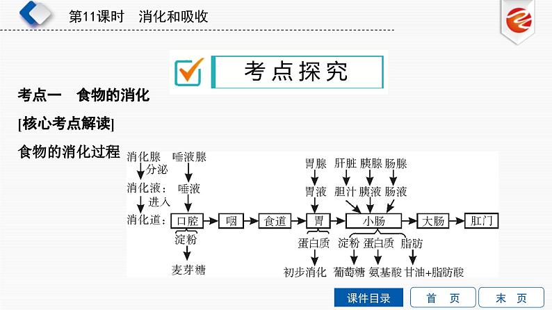 中考生物一轮复习培优课件第11单元　消化和吸收 (含答案)第6页