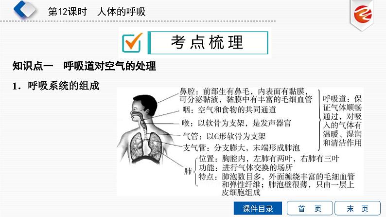 中考生物一轮复习培优课件第12单元　人体的呼吸 (含答案)第2页