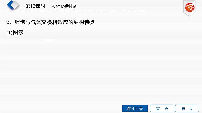 中考生物一轮复习培优课件第12单元　人体的呼吸 (含答案)第7页