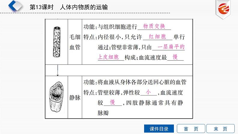 中考生物一轮复习培优课件第13单元　人体内物质的运输 (含答案)第6页