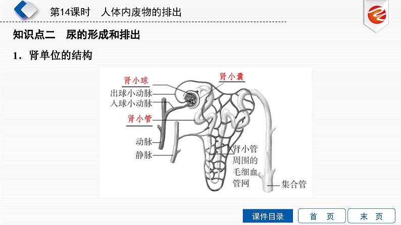 中考生物一轮复习培优课件第14单元　人体内废物的排出 (含答案)第4页