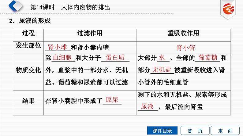 中考生物一轮复习培优课件第14单元　人体内废物的排出 (含答案)第5页