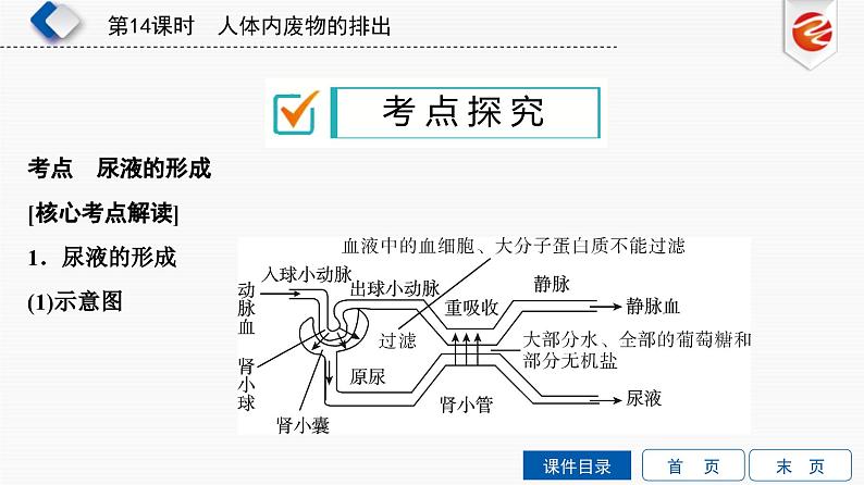 中考生物一轮复习培优课件第14单元　人体内废物的排出 (含答案)第8页