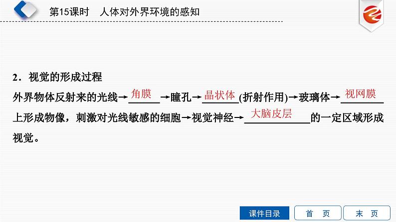 中考生物一轮复习培优课件第15单元　人体对外界环境的感知 (含答案)第3页