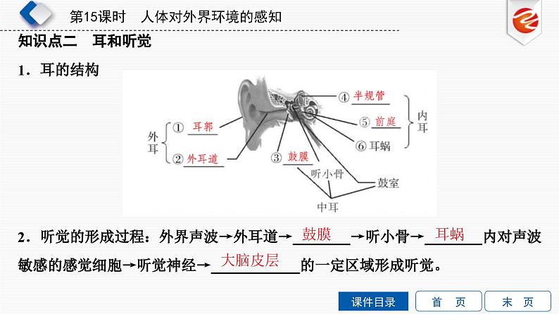 中考生物一轮复习培优课件第15单元　人体对外界环境的感知 (含答案)第5页