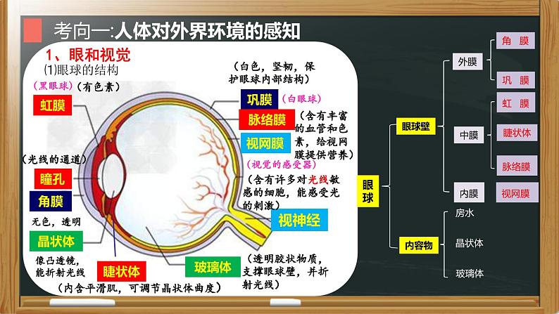 中考生物二轮复习核心考点复习课件专题09 人体生命活动的调节（含答案）05