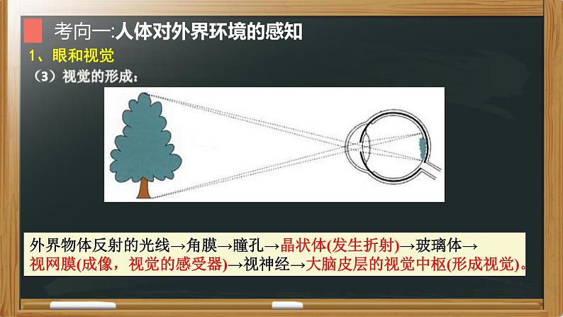 中考生物二轮复习核心考点复习课件专题09 人体生命活动的调节（含答案）07