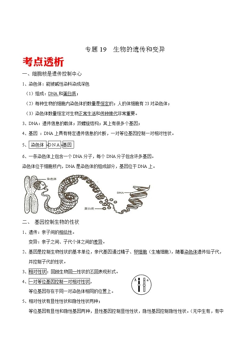 中考生物三轮冲刺核心考点练习专题19 生物的遗传和变异（含解析）01
