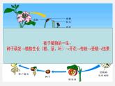 中考生物一轮复习讲练测课件：专题05 被子植物的一生（含答案）