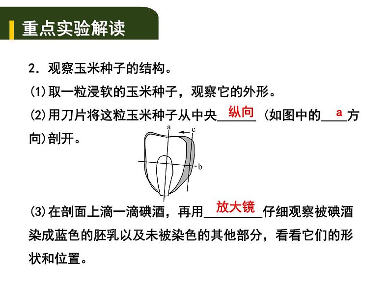 中考生物一轮复习课件4.1绿色开花植物的一生（实验）（含答案）02